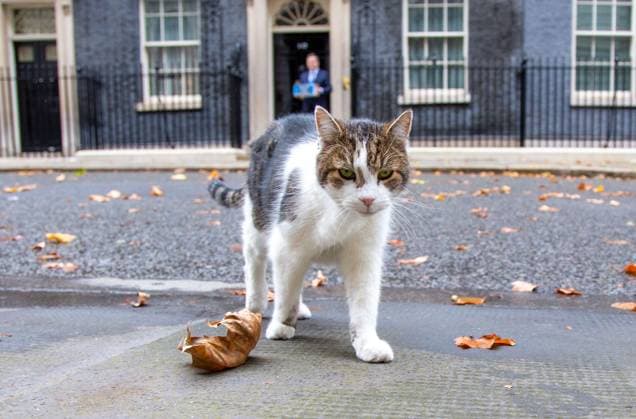 Entertainment Themen der Woche KW44 Entertainment Bilder des Tages October 28, 2024, London, England, United Kingdom: LARRY the cat of Downing Street is seen outside Number 10. London United Kingdom - ZUMAs262 20241028_zip_s262_012 Copyright: xTayfunxSalcix
