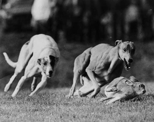 RECORD DATE NOT STATED The Sunday Times photo of hare coursing at Liscann The Sunday Times photo of hare coursing at Liscannor, Ireland, November 1985. Retrocon Sport Hare Coursing  Copyright: xPaulxO Driscollx