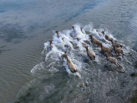 Creative Highlights World (241030) -- NANJING, Oct. 30, 2024 -- An aerial drone photo shows milu deer in Dafeng Milu National Nature Reserve in east China s Jiangsu Province, Oct. 28, 2024. Thanks to reinforced efforts in ecological protection and animal preservation, the Dafeng Milu National Nature Reserve has welcomed 825 newborns of milu deer, a species endemic to China, so far this year. The milu deer population here has exceeded 8,200, including some 3,500 living on their own in the wild. ) (EcoChina)CHINA-JIANGSU-NATIONAL NATURE RESERVE-MILU DEER (CN) LixBo 