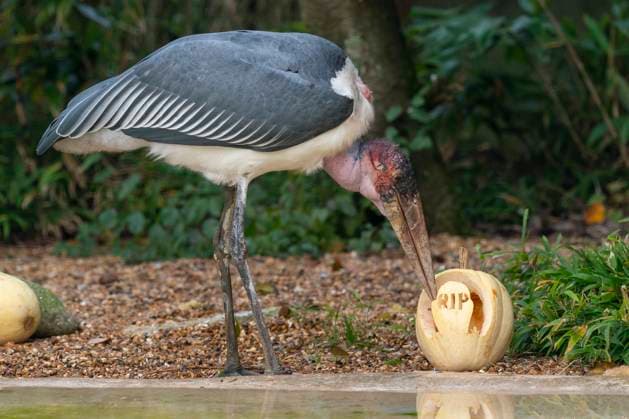 Entertainment Themen der Woche KW44 Entertainment Bilder des Tages Halloween im Whipsnade Zoo in Dunstable Whipsnade Zoo Halloween 2024 Ned, a Marabou Stork, which are also known as ˜the undertaker bird™ eats from a Halloween pumpkin feeder at Whipsnade Zoo, in Dunstable, UK. Picture date: Wednesday October 30, 2024., Credit:Dominic Lipinski Avalon UK  Copyright: xDominicxLipinskix xAvalonx 0928257801