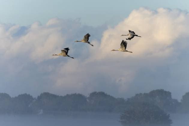 Eine Gruppe Kraniche fliegt hoch im wolkigen, nebligen Himmel, Kranich (Grus grus) wildlife, Nationalpark Vorpommersche Boddenlandschaft, Zingst, Mecklenburg-Vorpommern, Deutschland, Europa A group of cranes flies high in the cloudy, misty sky, Crane (Grus grus) wildlife, Western Pomerania Lagoon National Park, Zingst, Mecklenburg-Western Pomerania, Germany, Europe Copyright: imageBROKER RonaldxWittek ibxron11666069.jpg