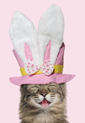 Turkish Angora Cat smiling laughing wearing Easter top hat  Copyright: ardea.comxxxJean-MichelxLabat LA-90205857-M