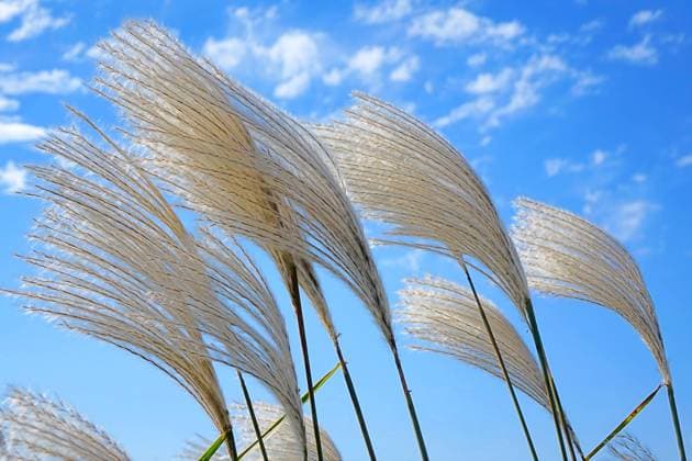 Creative Highlights World Reeds Reeds sway with the sea breeze along the coast of Liansan Island on the west coast of Qingdao, East China s Shandong province, on October 30, 2024. Qingdao China  Copyright: xCFOTOx originalFilename: cfoto-reeds241031_npBEq.jpg