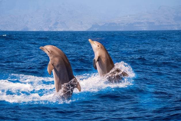 Creative Highlights World Bottle-nosed dolphin Tursiops truncatus jumping in mediterranean Sea in greece Bottle-nosed dolphin Tursiops truncatus jumping in mediterranean Sea in greece Copyright: xZoonar.com ArpanxBhatiax 21727041