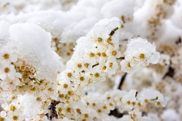 branches of flowering trees in the snow close-up branches of flowering trees in the snow close-up Copyright: xZoonar.com gutaperx 21659818
