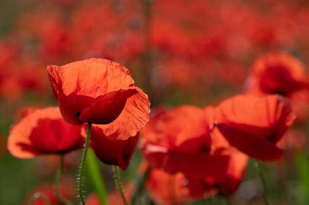 IMAGO Creative, Frühling, Licht und Sonne Rote wilde Mohnblumen wachsen in einem Mohnfeld. Die Sonne scheint durch die Blütenblätter. Der Hintergrund ist rot. Red wild poppies growing in a poppy field. The sun shines through the petals. The background is red. Copyright: xZoonar.com UlrikexLeonex 22239821