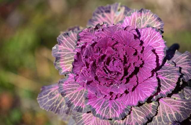 Close up of ornamental red cabbage growing outdoors in the garden Close up of ornamental red cabbage growing outdoors in the garden Copyright: xZoonar.com UlrikexLeonex 22261109