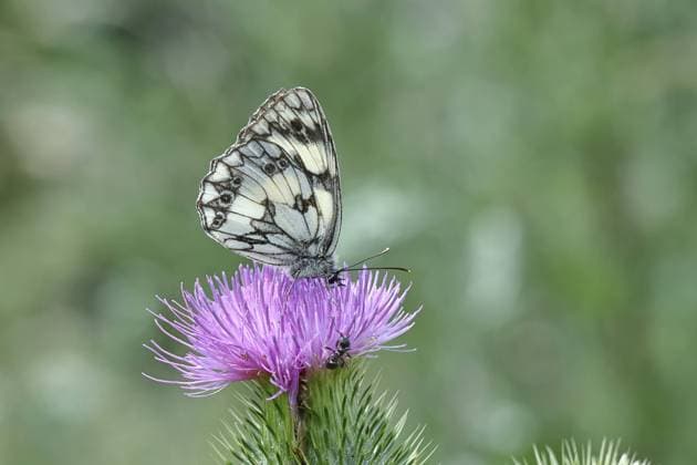 Schachbrettfalter (Melanargia galathea) auf Kratzdistel (Cirsium hydrophilum), Flügelunterseite, Nahaufnahme, Wilnsdorf, Nordrhein-Westfalen, Deutschland, Europa Checkerspot butterfly (Melanargia galathea) on creeping thistle (Cirsium hydrophilum), underside of wing, close-up, Wilnsdorf, North Rhine-Westphalia, Germany, Europe Copyright: imageBROKER BurkhardxSauskojus ibxbsa11631488.jpg