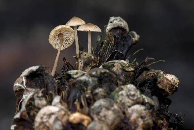 Creative Highlights World Koniferenhutpilz (Baeospora myosura) auf verrottendem Kiefernzapfen im Wald im Herbst, Herbst Conifercone cap fungi (Baeospora myosura) growing on decaying pine cone in forest in autumn, fall Copyright: imageBROKER alimdix xArterrax xP ibltsm11680887.jpg