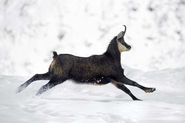 Creative Highlights World Alpengämse (Rupicapra rupicapra), weiblich, in dunklem Winterfell, läuft einen schneebedeckten Berghang in den europäischen Alpen hinunter Alpine chamois (Rupicapra rupicapra) female in dark winter coat running down snow covered mountain slope in the European Alps Copyright: imageBROKER alimdix xArterrax xS ibltsm11681214.jpg