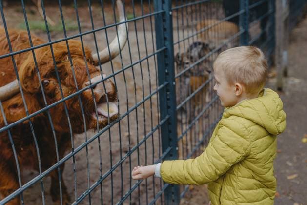 Creative Highlights Symbolfotos Outdoor Porträt von Kindern, die eine Kuh auf einem Bauernhof pflegen und füttern. Junge im Zoo füttert Büffel Outdoor portrait of kids taking care and feeding a cow on a farm. boy in zoo feeds buffalo Copyright: imageBROKER AlexxPopov ibxiqx11664998.jpg ,model released, Symbolfoto ,property released