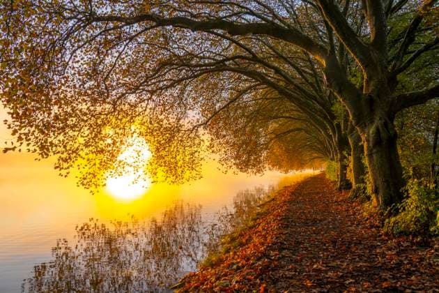 Autumn colors at the Platanen Allee, Hardenberg Ufer, lakeside path at Lake Baldeney, near Haus Scheppen, in Essen, NRW, Germany, Lake Baldeney Autumn