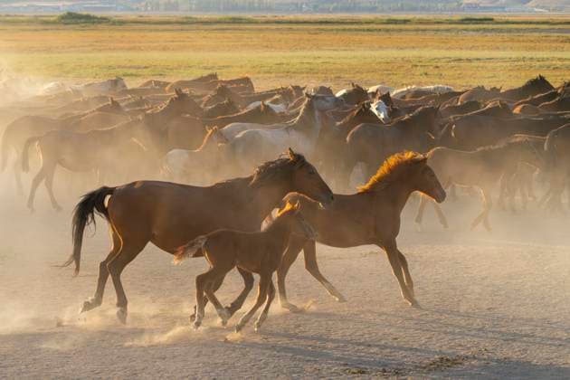 Herd of wild and semi-wild Yilki horses running in dust at sunset, Hacilar, Kayseri, Cappadocia, Anatolia, Turkey, Asia Minor, Asia Copyright: JanxMiracky 1359-1556