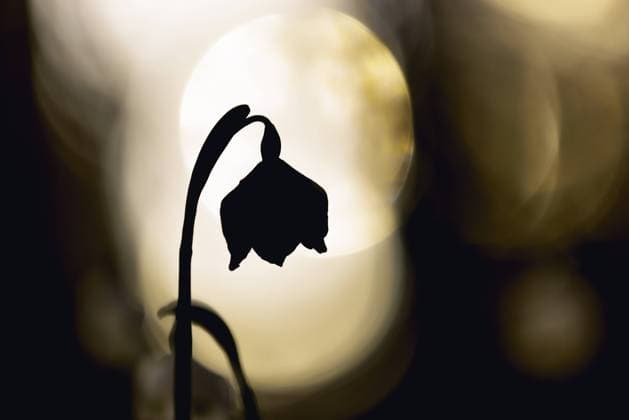 Silhouette eine Frühlingsknotenblume auch Märzenbecher (Leucojum vernum) vor einem hellen Lichtpunkt, dunkler Hintergrund, Wasserburgertal, Engen, Baden-Württemberg, Deutschland, Europa Silhouette of a spring snowflake (Leucojum vernum) in front of a bright spot of light, dark background, Wasserburgertal, Engen, Baden-Württemberg, Germany, Europe Copyright: imageBROKER StefanxArendt ibxsta11627899.jpg