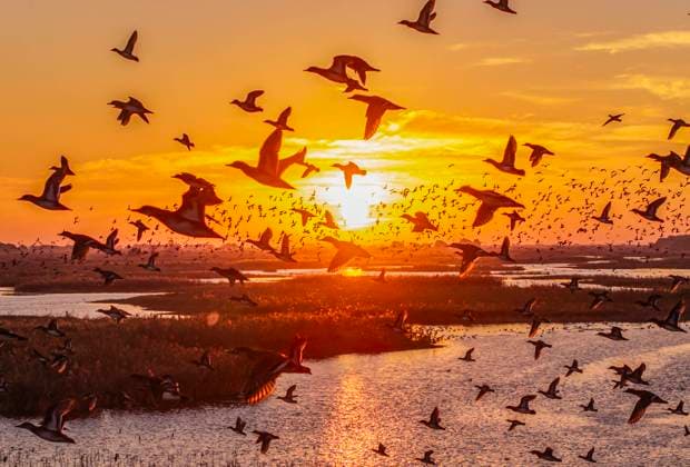 Creative Highlights World Birds Fly at Sunrise in Suqian A large flock of birds flies at sunrise over Hongze Lake Wetland National Nature Reserve in Suqian, Jiangsu province, China, on November 7, 2024. Suqian Jiangsu China  Copyright: xCFOTOx originalFilename: cfoto-birdsfly241107_npUJ7.jpg