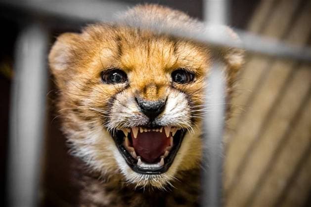 Entertainment Themen der Woche KW45 Entertainment Bilder des Tages Gepard-Jungtiere im Safaripark Beekse Bergen, Niederlande HILVARENBEEK - A female cheeta cub in an enclosure at Safaripark Beekse Bergen. The cub comes from a zoo in Montpellier, France, where she was born a loner and her chances of survival were slim. The Safaripark had a highly pregnant cheetah at the time and was therefore able to save the youngster s life. ANP Hollandse Hoogte Rob Engelaar netherlands out - belgium out  Copyright: xx x512988954x originalFilename: 512988954.jpg