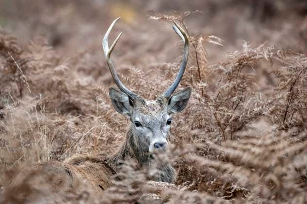News Themen der Woche KW45 News Bilder des Tages (241111) -- LONDON, Nov. 11, 2024 -- A male red deer is seen in Richmond Park in London, Britain on Nov. 10, 2024. Richmond Park covering an area of 2,500 acres is a National Nature Reserve and home to several hundred red and fallow deer. (Photo by Xinhua) BRITAIN-LONDON-RICHMOND PARK-DEER StephenxChung 