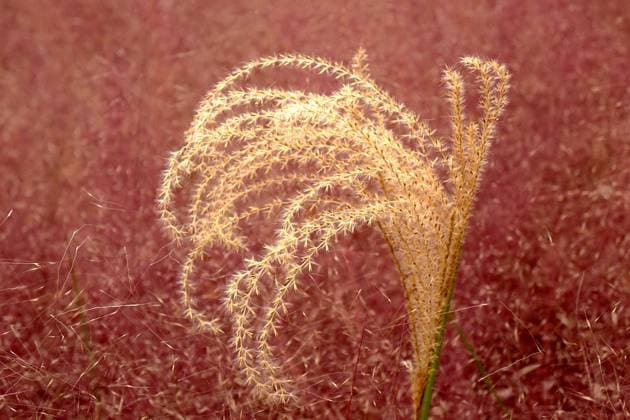Creative Highlights World Pink Grass and Yellow Reed A photo taken in Qingdao, China, on November 11, 2024, shows pink grass and yellow reed flowers. Qingdao Shandong China  Copyright: xCFOTOx originalFilename: cfoto-pinkgras241111_nppZ4.jpg