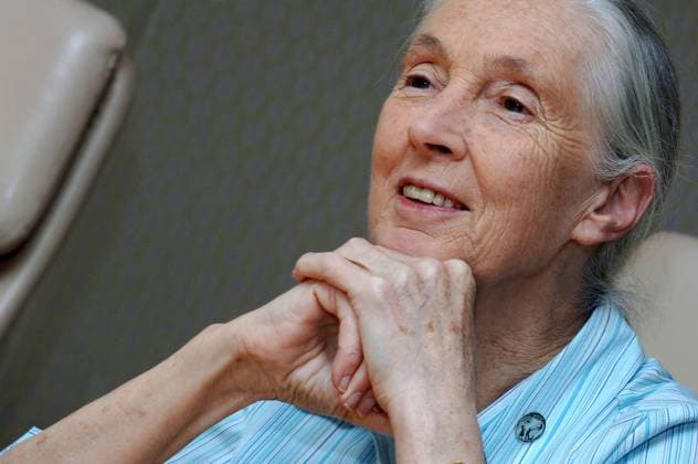 Jane Goodall, environmental campaigner, being interviewed at the Grand Hyatt Hotel, Wanchai. 24 October 2006 HONG KONG CHINA EDITORIAL USE ONLY  Copyright: xx MER2016031010073594 StevexCrayx scmpphotos267259