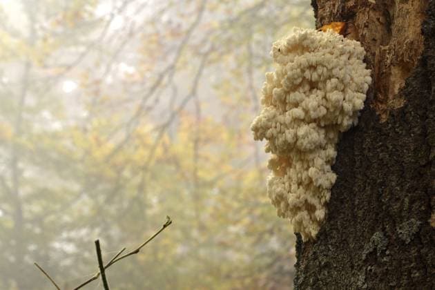 Der sehr seltene Pilz Igel-Stachelbart (Hericium erinaceus) am Stamm eines alten Baumes auf dem Wildenburger Kopf im Nationalpark Hunsrück-Hochwald wachsend, Rheinland-Pfalz, Deutschland, Europa The very rare mushroom hedgehog spiny beard (Hericium erinaceus) growing on the trunk of an old tree on the Wildenburger Kopf in the Hunsrück-Hochwald National Park, Rhineland-Palatinate, Germany, Europe Copyright: imageBROKER AngelikaxSchmelzer ibxasr11669264.jpg