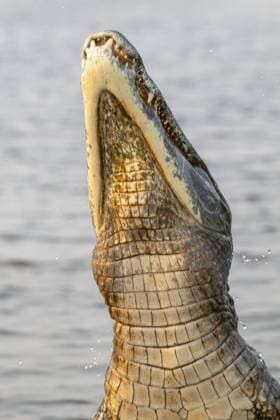Creative Highlights World Brillenkaiman (Caiman crocodilus yacara), Alligator (Alligatoridae), Krokodil (Crocodylia), springt aus dem Wasser, Pantanal, Binnenland, Feuchtgebiet, UNESCO Biosphärenreservat, Weltnaturerbe, Feuchtbiotop, Mato Grosso, Brasilien, Südamerika Spectacled caiman (Caiman crocodilus yacara), Crocodile (Alligatoridae), crocodile (Crocodylia), jumps out of the water, Pantanal, inland, wetland, UNESCO Biosphere Reserve, World Heritage Site, wetland biotope, Mato Grosso, Brazil, South America Copyright: imageBROKER ErichxSchmidt ibxeri11671234.jpg