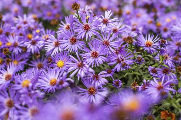 Herbstaster (Aster), Leoben, Steiermark, Österreich, Europa Autumn aster (Aster), Leoben, Styria, Austria, Europe Copyright: imageBROKER Karl-HeinzxSchein ibxksc11571449.jpg