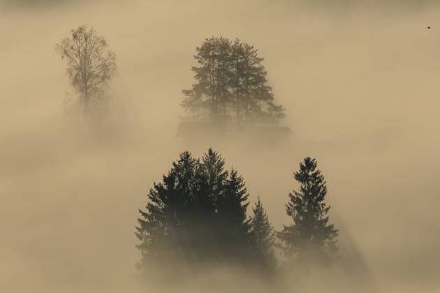 Nebelstimmung, Nebel, Morgenlicht, Gegenlicht, Herbst, Loisach-Kochelsee-Moor, Alpenvorland, Bayern, Deutschland, Europa Foggy mood, fog, morning light, backlight, autumn, Loisach-Lake Kochel-Moor, foothills of the Alps, Bavaria, Germany, Europe Copyright: imageBROKER MartinaxMelzer ibxmmm11746436.jpg
