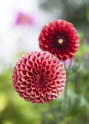 Wunderschöne dunkelorange, rote Kugel Dahlie (Dahlia) Copperboy blüht an sonnigen Tagen mit schönem und weichem, verschwommenem Bokeh-Hintergrund. Floristisches oder Gartenkonzept Beautiful dark orange, red ball dahlia (Dahlia) Copperboy blooms on sunny days with a beautiful and soft, blurred bokeh background. Floristic or garden concept Copyright: imageBROKER OksanaxSchmidt ibxoks11624753.jpg