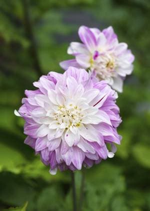 Elegante rosa, weiße dekorative Dahlien Blume (Dahlia) Pink Petticoat an sonnigen Tag mit schönem und weichem, verschwommenem Bokeh Hintergrund. Floristisches oder Garten Konzept Elegant pink, white decorative dahlia flower (Dahlia) Pink Petticoat on sunny day with beautiful and soft blurred bokeh background. Floristic or garden concept Copyright: imageBROKER OksanaxSchmidt ibxoks11624758.jpg