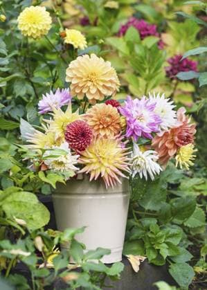 Wunderschöner Strauß mit frischer, bunter und verschiedener Dahlien (Dahlia) Blumen in einem Emaille Eimer auf einer rustikalen Steintreppe. Garten Dekoration Konzept Beautiful bouquet of fresh, colourful and diverse dahlia flowers in an enamel bucket on a rustic stone staircase. Garden decoration concept Copyright: imageBROKER OksanaxSchmidt ibxoks11624762.jpg