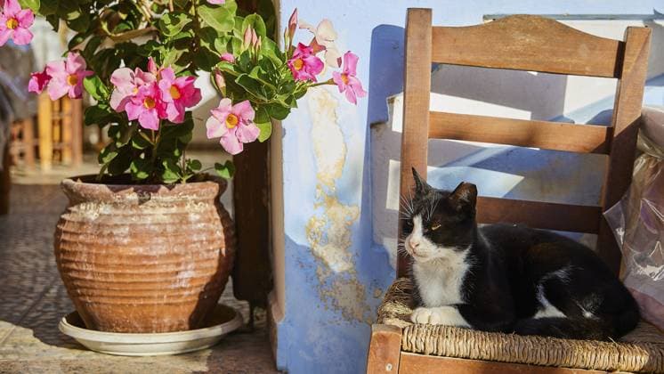 IMAGO Creative, Herbst, Reiseziel, Dodekanes, Griechische Inseln Eine schwarz-weiße Katze sitzt neben blühenden Topfpflanzen auf einem Stuhl, Katze (n), Olymbos, Gebirgsdorf, Morgenlicht, Karpathos, Dodekanes, Griechische Inseln, Griechenland, Europa A black and white cat sits on a chair next to flowering potted plants, cat (s), Olymbos, mountain village, morning light, Karpathos, Dodecanese, Greek Islands, Greece, Europe Copyright: imageBROKER RalfxAdler ibxraa11735837.jpg