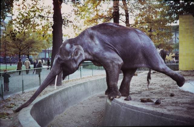 Archivbilder der Woche KW46 Zoo GER, 20240101, Aufnahme ca. 1970, Elefant im Zoo *** Zoo GER, 20240101, photo ca 1970, elephant in the zoo