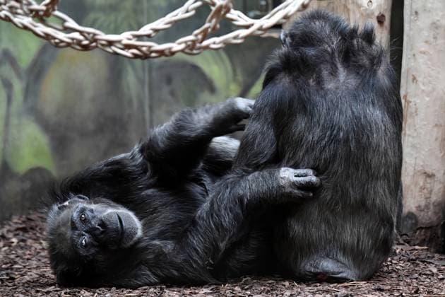 Entertainment Themen der Woche KW46 Entertainment Bilder des Tages November 13, 2024, Dvur Kralove Nad Labem, Czech Republic: The Chimpanzee at Safari Park Dvur Kralove nad Labem in the Czech Republic. Chimpanzees are equally humanity s closest living relatives. As such, they are among the largest-brained, and most intelligent of primates. Dvur Kralove Nad Labem Czech Republic - ZUMAr156 20241113_aap_r156_003 Copyright: xSlavekxRutax