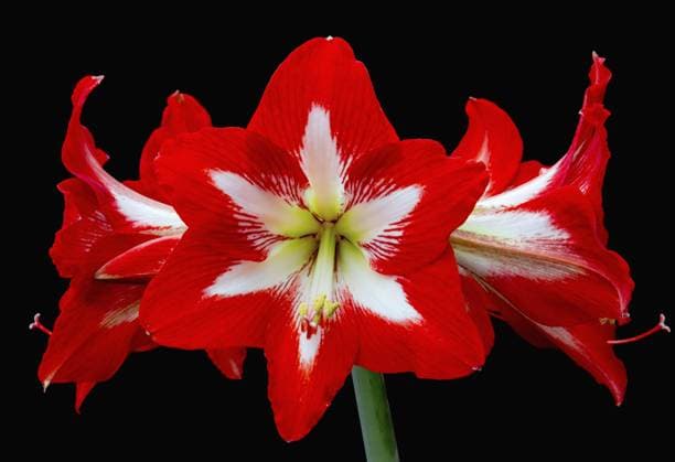 Frontalansicht einer leuchtend roten Amaryllis mit kräftigen Blütenblättern vor kontrastierendem Schwarz Frontal view of a bright red amaryllis with bold petals against a contrasting black background Copyright: imageBROKER FraukexScholz ibxsco11747414.jpg