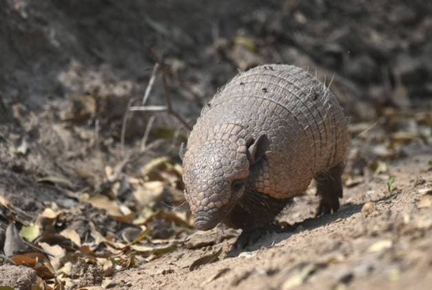 Sechsbinden Gürteltier (Euphractus sexcinctus) bei der Bewegung durch trockenes Laub und Erde in einer natürlichen Umgebung, Chaco, Paraguay, Südamerika Six-banded armadillo (Euphractus sexcinctus) moving through dry leaves and soil in a natural environment, Chaco, Paraguay, South America Copyright: imageBROKER ThomasxVinke ibxvit11743317.jpg