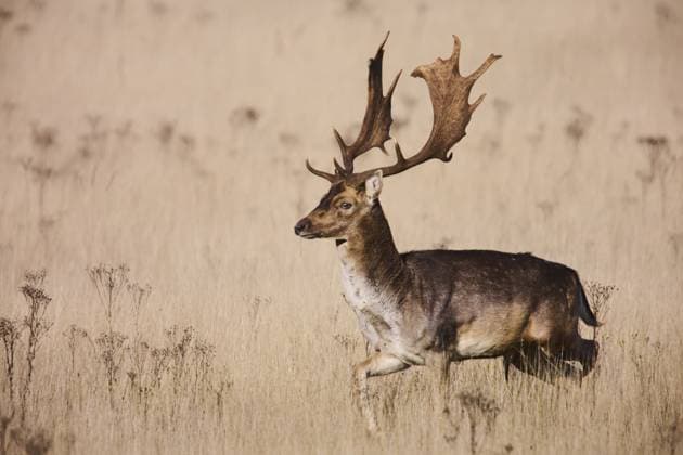 Creative Highlights World Zilk 05-11-24. Fallow deer in the Amsterdam Water Supply Dunes. During the rut the bucks frequently call out. This is called Grunting in fallow deer and can be easily heard from a great distance. They are common in the area between Zandvoort and Noordwijk.ANP Hollandse-Hoogte Nico Garstman netherlands out - belgium out  Copyright: xx x513394860x originalFilename: 513394860.jpg