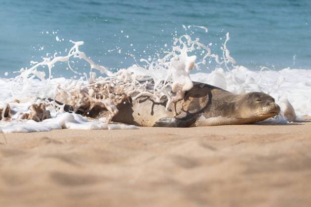 Hawaiian Monk Seal Splashed by Waves Kaanapali, Hawaii, United States R_GLJQ241024-1569417-01