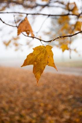 IMAGO Creative, Jahreszeit Herbst auf dem Land IMAGO Creative, Jahreszeit Herbst, Herbstanfang am 22. September Crisp autumn leaf against morning fog Oak Harbor, Ohio, United States R_SDCB241014-1559466-01