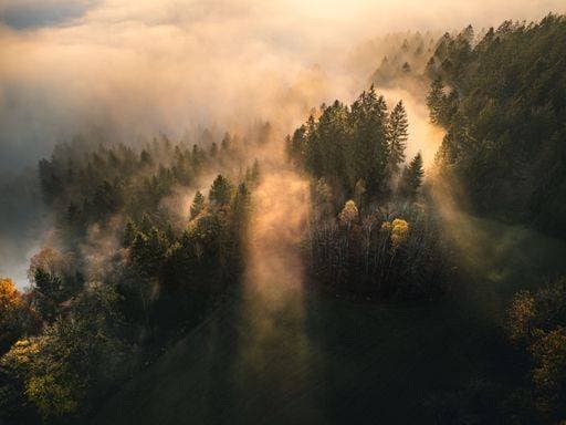 Aerial view of a misty forest at sunrise, with sunlight streaming through the trees, creating a serene and atmospheric landscape. 27084156 RECORD DATE NOT STATED