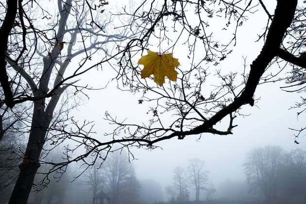 Melancholische Herbststimmung an einem Teich in der hessischen Mittelgebirgslandschaft - Holzhausen, Deutschland, GER, Germany, 10.11.2024 - Die Bäume verlieren ihre Blätter und die goldenen Herbsttage sind vorüber. Die Sonne zeigt sich nur noch ganz selten am Himmel und die Tage werden zunehmend kürzer. Nebel, Feuchtigkeit und Dunkelheit bestimmen den Tag und die Landschaft ist von einem trüben Schleier durchzogen. Bei einigen Menschen schlägt die veränderte Wetterlage teils aufs Gemüt und kann auch zu einer Depression führen. *** Melancholy autumn mood by a pond in the Hessian low mountain range Holzhausen, Germany, GER, Germany, 10 11 2024 The trees are losing their leaves and the golden autumn days are over The sun rarely appe