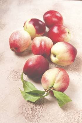 Nektarine auf dem Tisch verstreut, Draufsicht, Nahaufnahme, keine Personen Nectarine scattered on the table, top view, close-up, no people Copyright: imageBROKER GalinaxDidebashvili ibxgai11765778.jpg