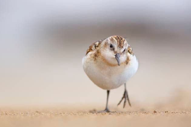 Creative Highlights World An uncommon sight, a little stint captured during its migratory journey along the Cantabrian coast of Spain, posing gracefully for the camera. Model Released DavidJerez_ID24915_721978_017 Copyright: xDavidxJerezx