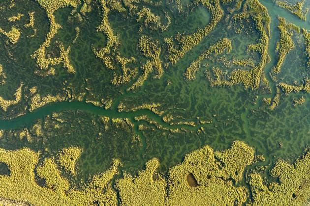 An aerial perspective captures the intricate and lush greenery of southern swamps, highlighting winding waterways and dense vegetation Model Released JuanLopez_ID24766_717900_001 Copyright: xJuanxLopezx