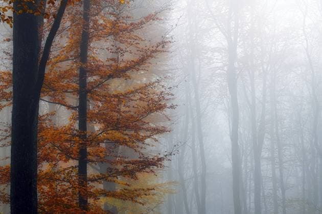 Einzelne Buche (Fagus sylvatica) mit farbigen Herbstblättern, Buchenwald im Nebel, Kanton Aargau, Schweiz, Europa Single beech (Fagus sylvatica) with colourful autumn leaves, beech forest in fog, Canton Aargau, Switzerland, Europe Copyright: imageBROKER DanielxBärtschi ibxdab11780545.jpg