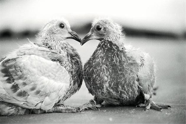 Archivbilder der Woche KW47 Two young pigeons in a rooftop farm in Kowloon Walled City. The Walled City is perhaps the only place in the urban area where one can rear pigeons because the place is theoretically beyond Hong Kong s building laws which ban such rearing. EDITORIAL USE ONLY  Copyright: xx MER2016052207274637 PostxStaffxPhotographerx scmpphotos379996