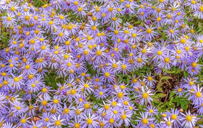 Blühende Berg-Astern, Aster amellus, Bayern, Deutschland, Europa Blühende Berg-Astern, Aster amellus *** Flowering mountain asters, Aster amellus, Bavaria, Germany, Europe Flowering mountain asters, Aster amellus RECORD DATE NOT STATED