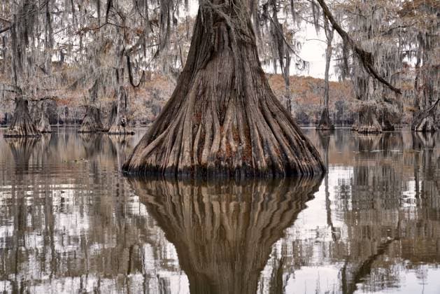 Creative Highlights World Grand Cypress tree truck raising from the swamp Uncertain, Texas, United States R_DASH241111-1570511-01
