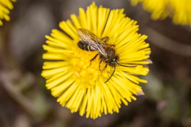 Ängssandbi (Andrena bicolor), hane pa hästhov (Tussilago farfara) Animskog Sverige x2754x *** Meadow sand bee Andrena bicolor , male on horse hoof Tussilago farfara Animskog Sweden x2754x  Copyright: xFoto:xOlaxJennerstenx xTTx ÄNGSSANDBI