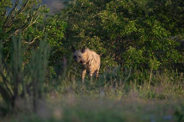 Strimmig hyena (Hyaena hyaena). Striped hyena (Hyaena hyaena). Hyaena hyaena LinnÃ , 1758 Kenya x2734x *** Striped hyena Hyaena hyaena Striped hyena Hyaena hyaena Hyaena hyaena LinnÃ , 1758 Kenya x2734x  Copyright: xMagnusxMartinsson TTx HYENA