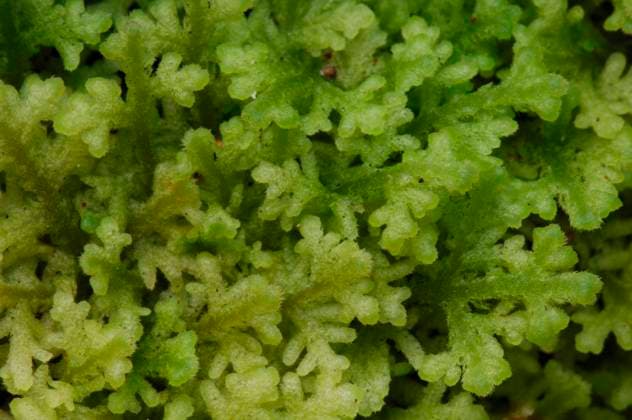 Dunmossa (Trichocolea tomentella). Trichocolea tomentella (Ehrh.) Dumort. Sverige x2734x *** Dunmossa Trichocolea tomentella Trichocolea tomentella Ehrh Dumort Sweden x2734x  Copyright: xMagnusxMartinsson TTx DUNMOSSA
